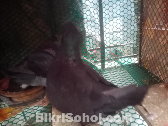 কিং কবুতর